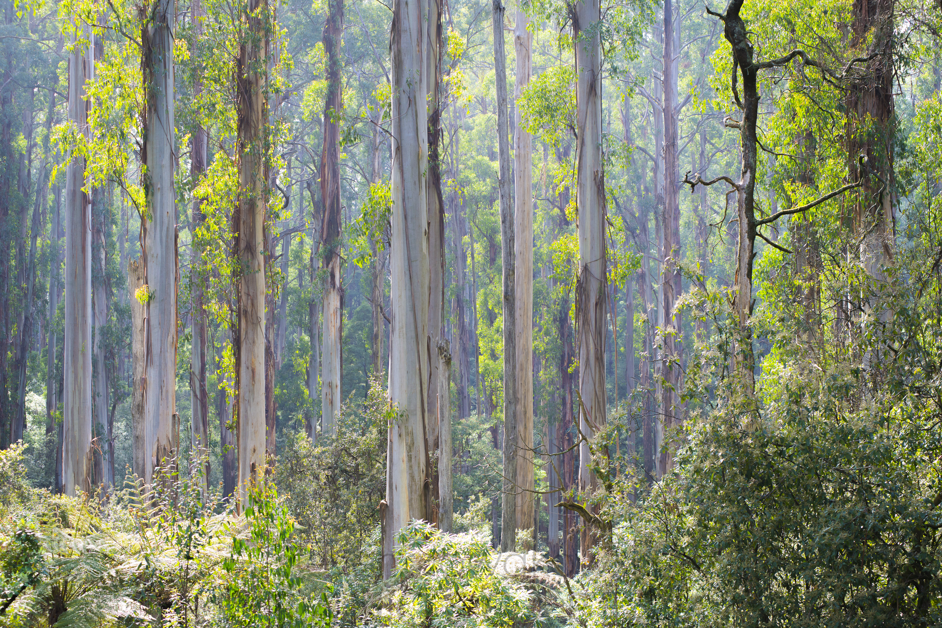Mountain Ash Forest