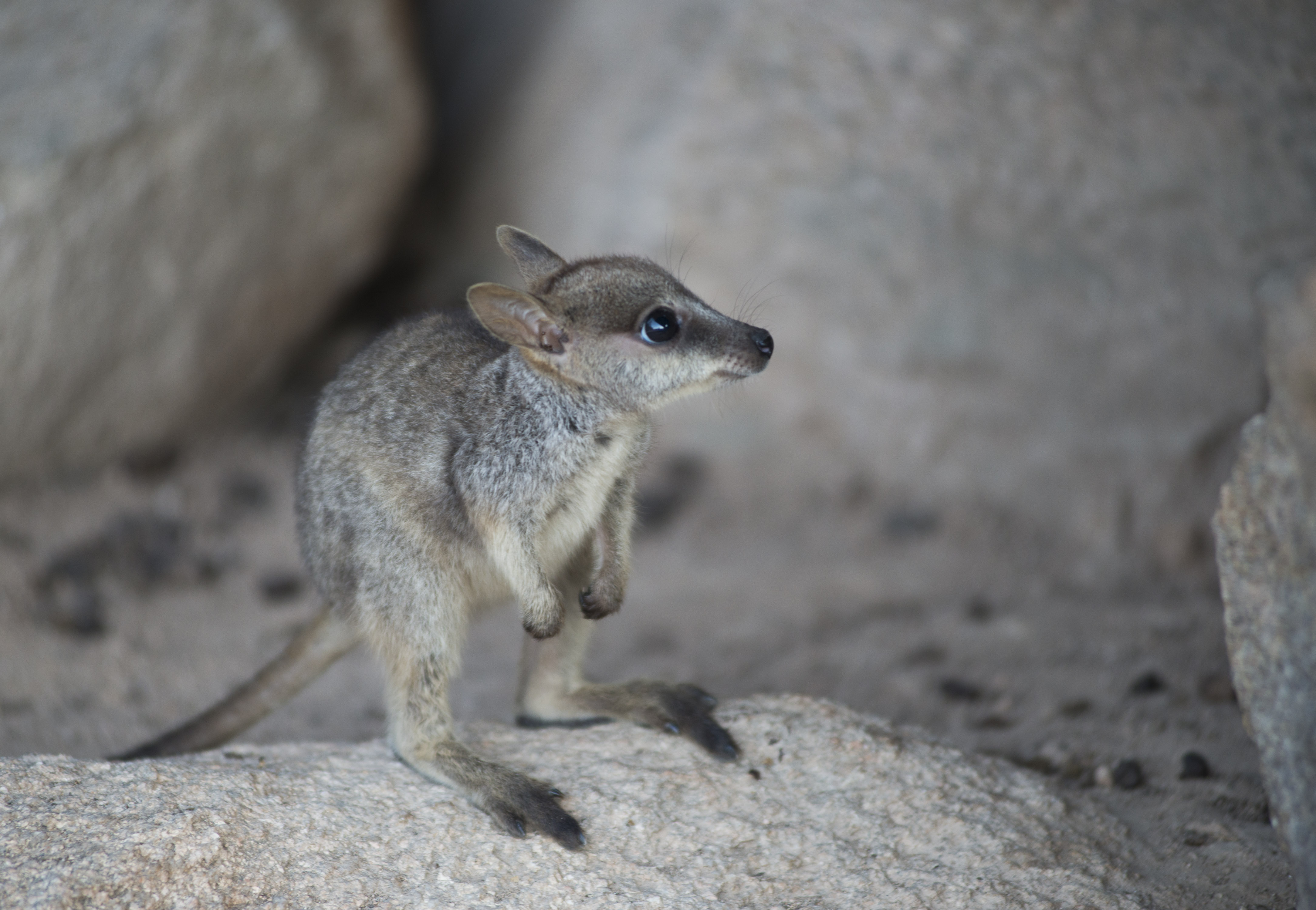 Allied Rock-wallaby