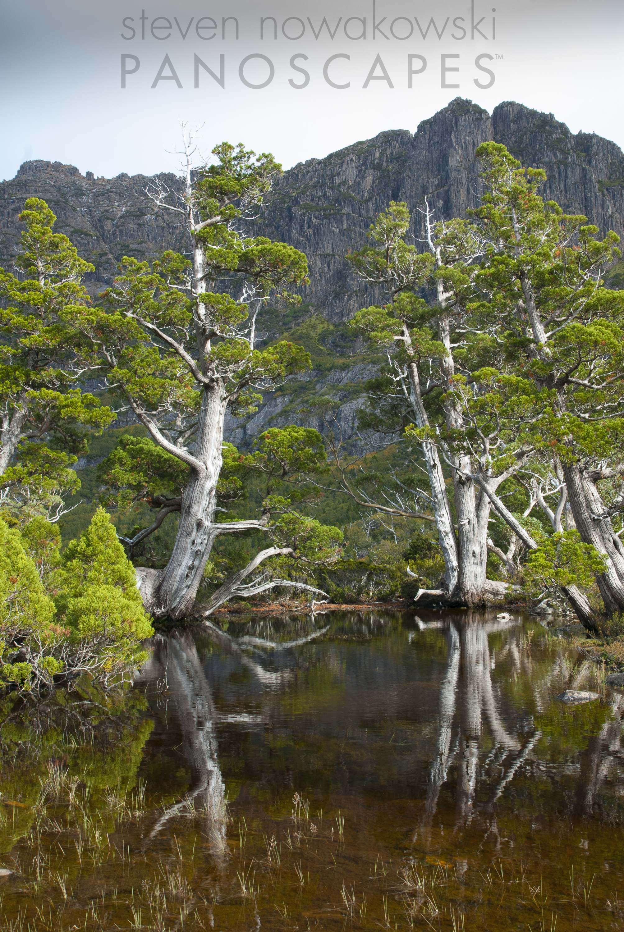 Pencil Pines at Artists Pools.