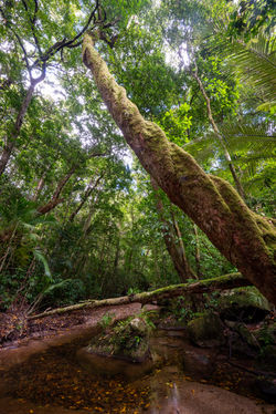 MtLewisNP_ QPWS-WTMA perpetual licence © Steven Nowakowski_1 2