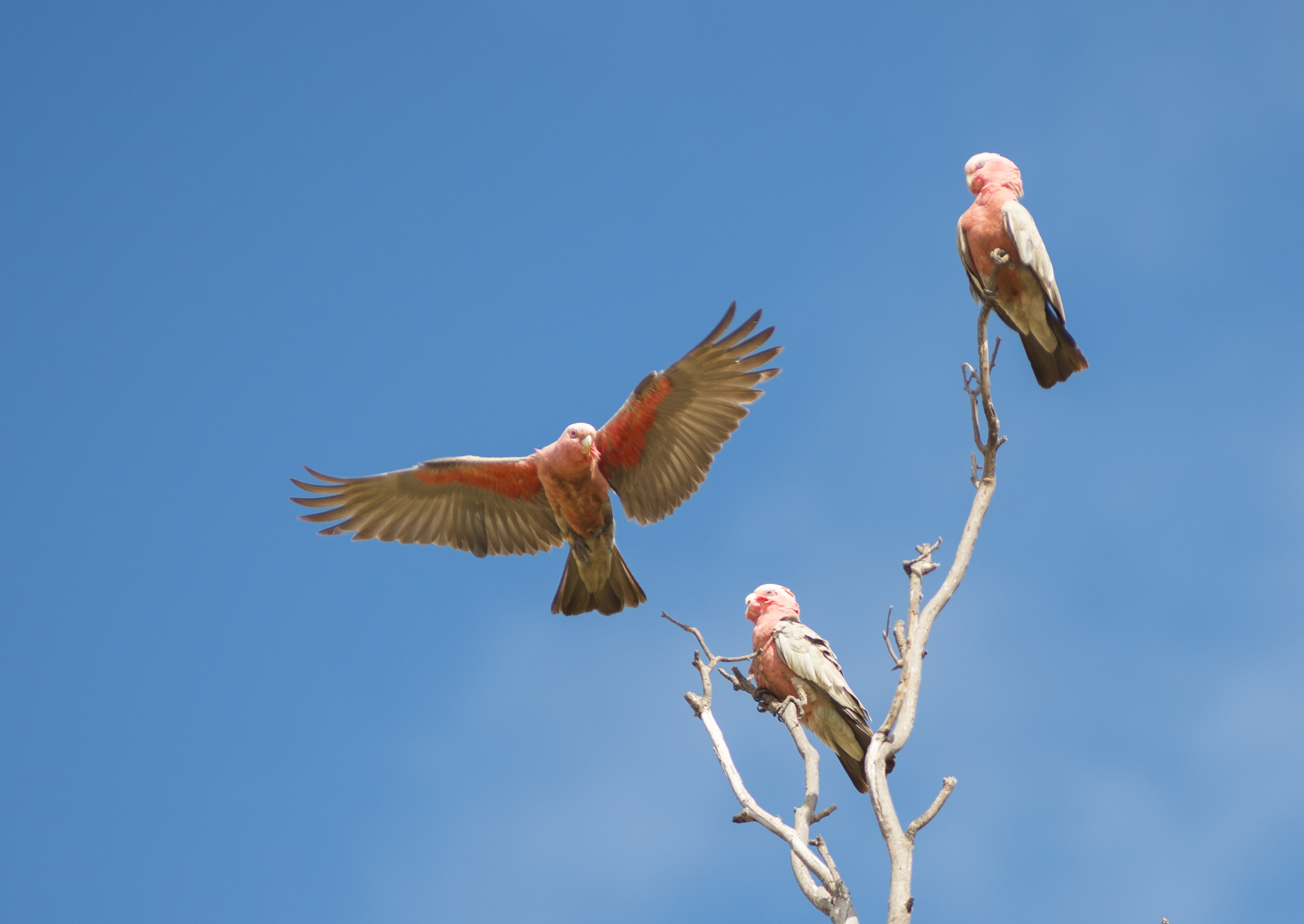 Galahs
