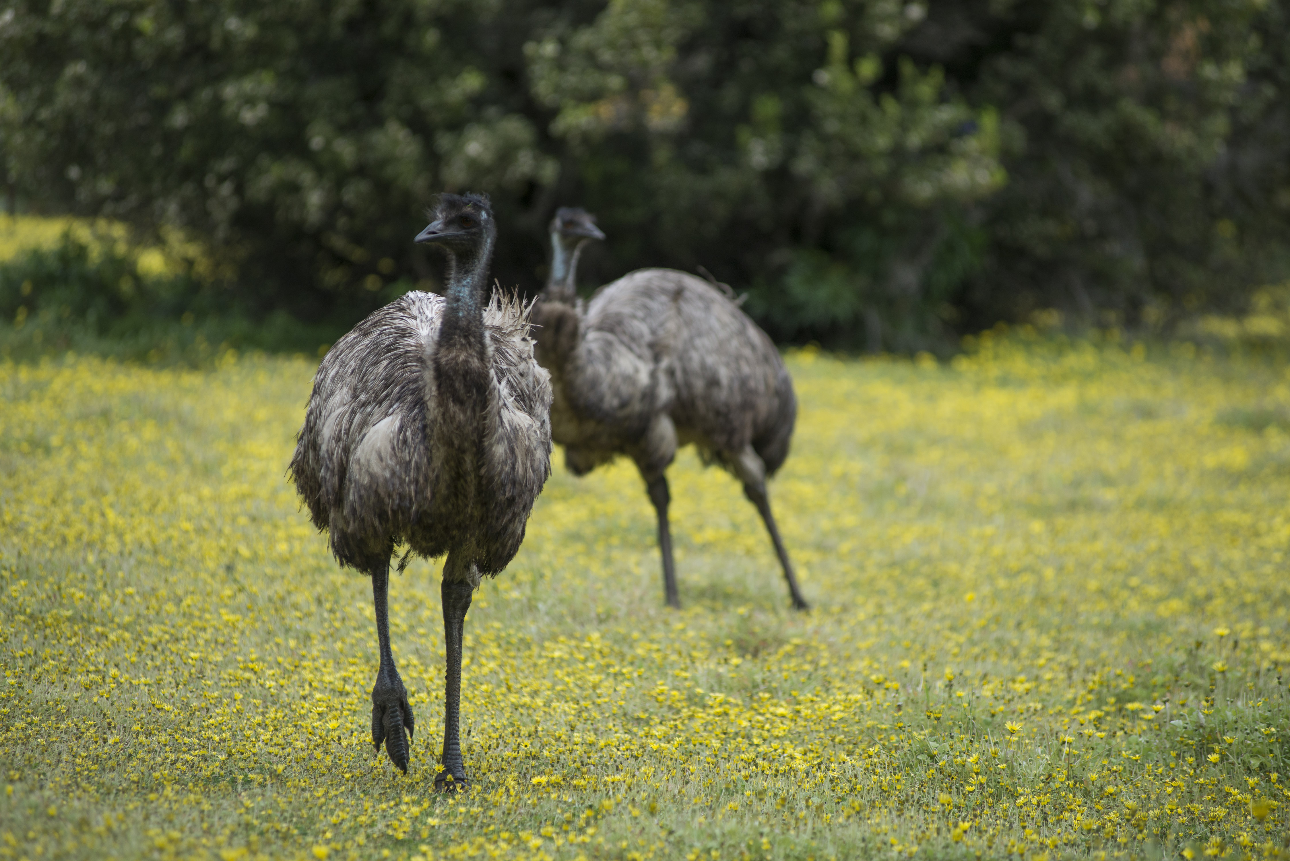 Emu