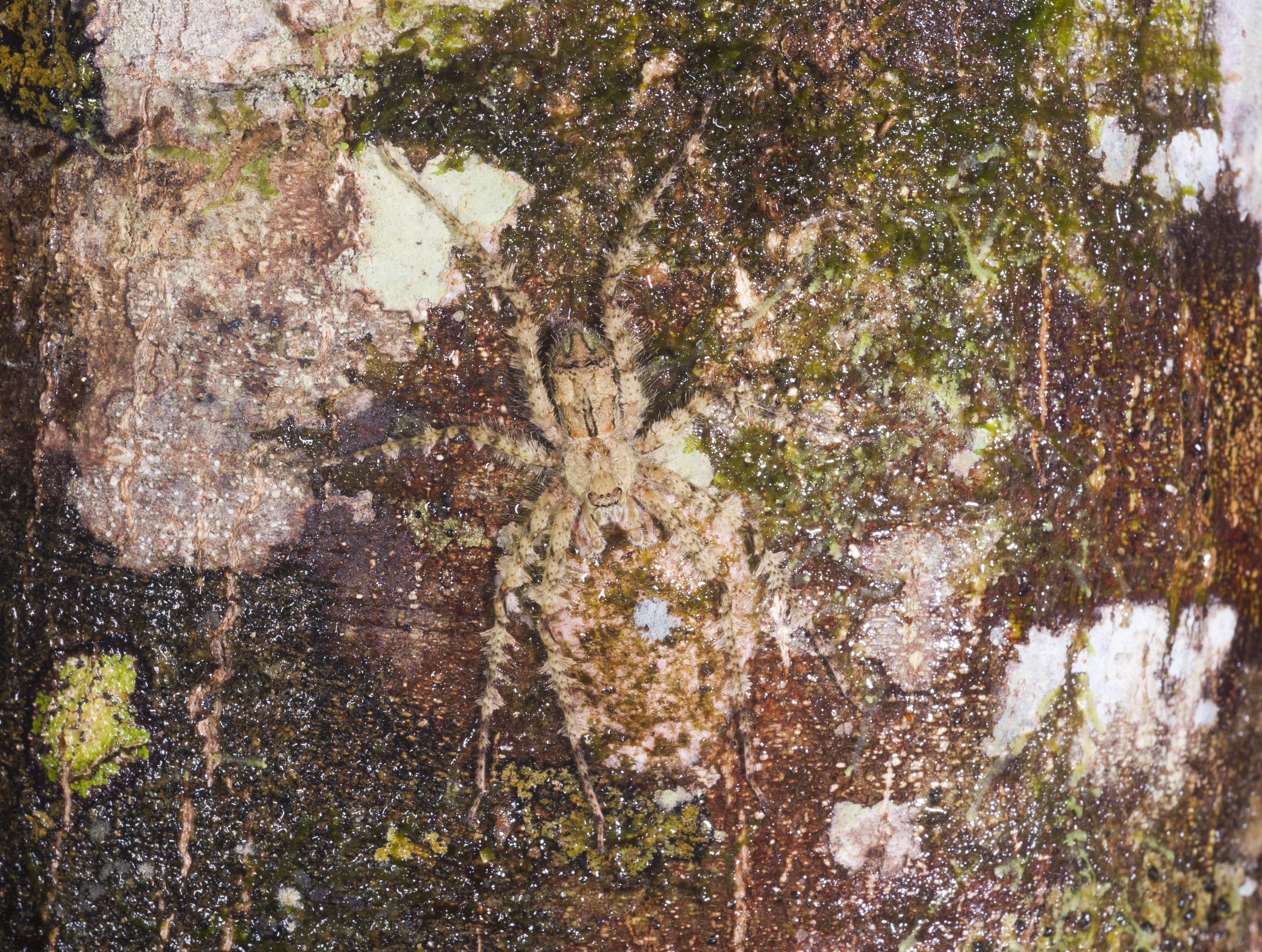 Lichen Huntsman