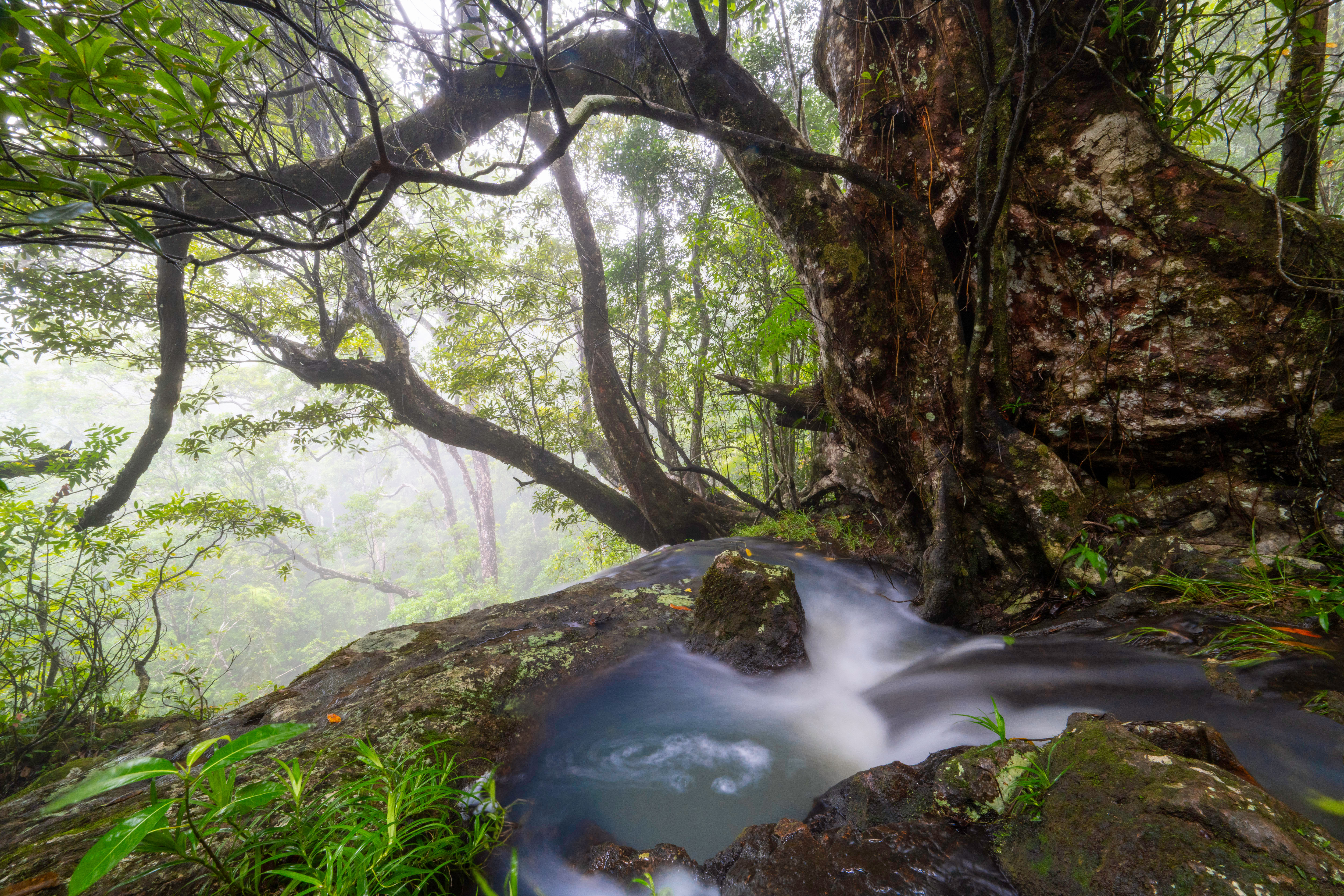 Prints | Waterfalls | Tully Gorge