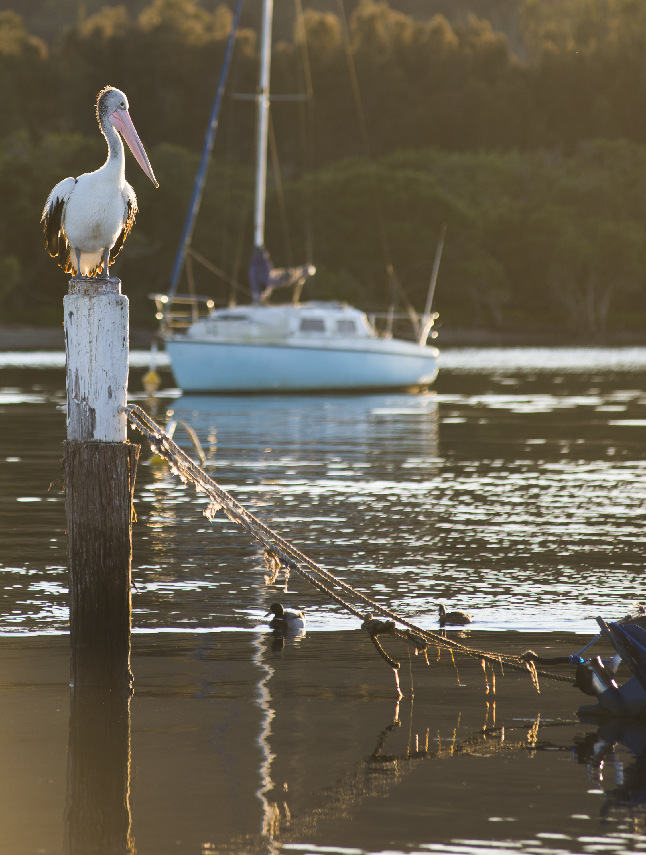 Australia Pelican.