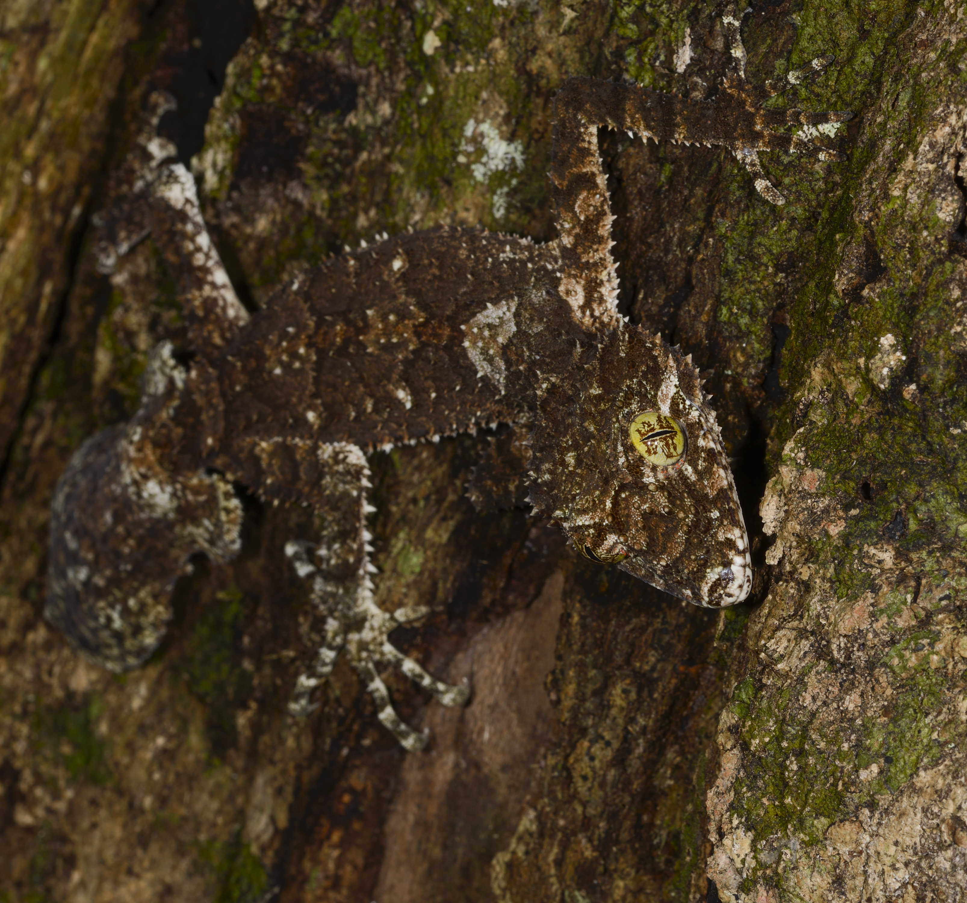 Northern Leaf-tailed Gecko