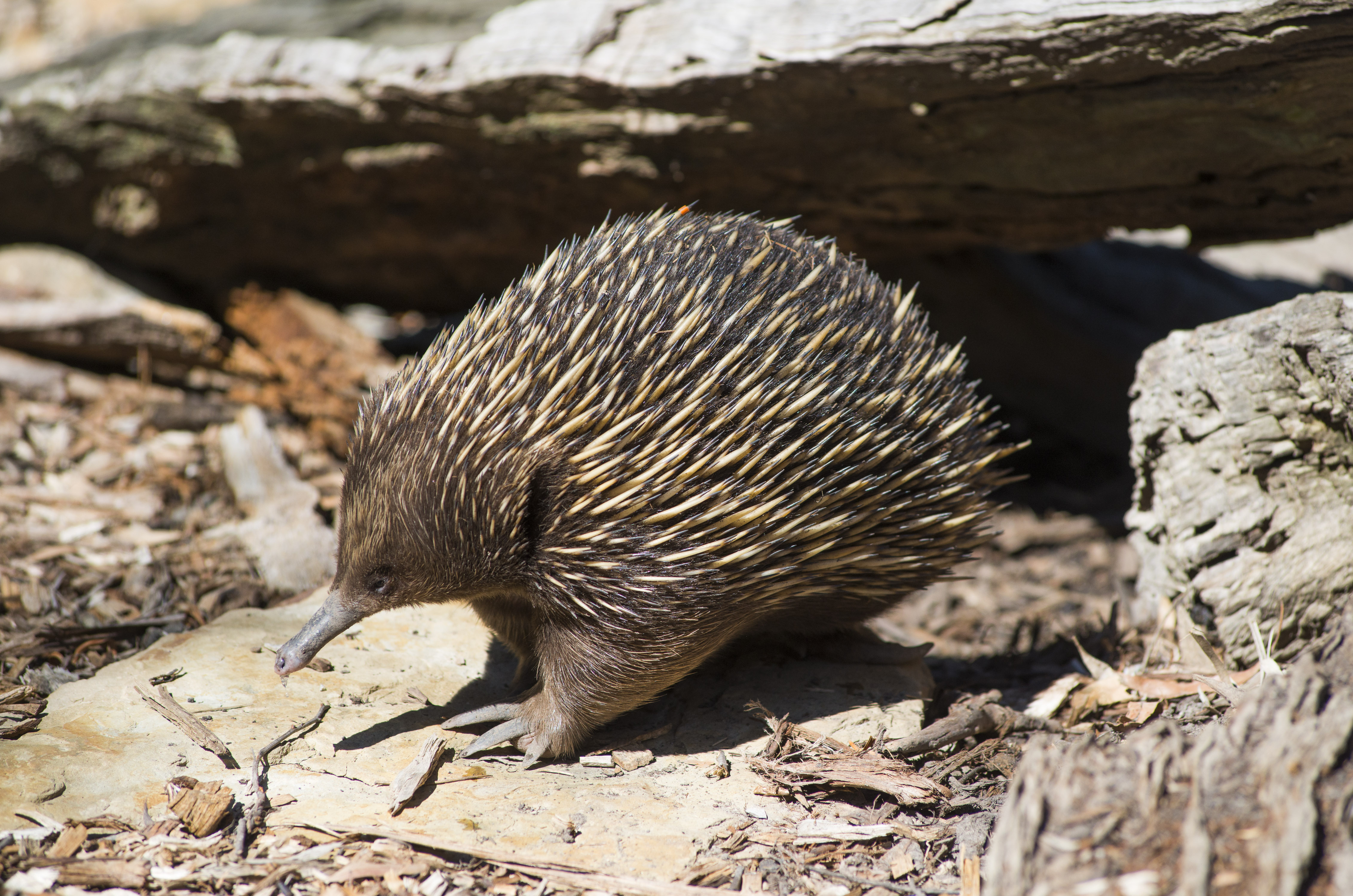 Short-beaked Echidna