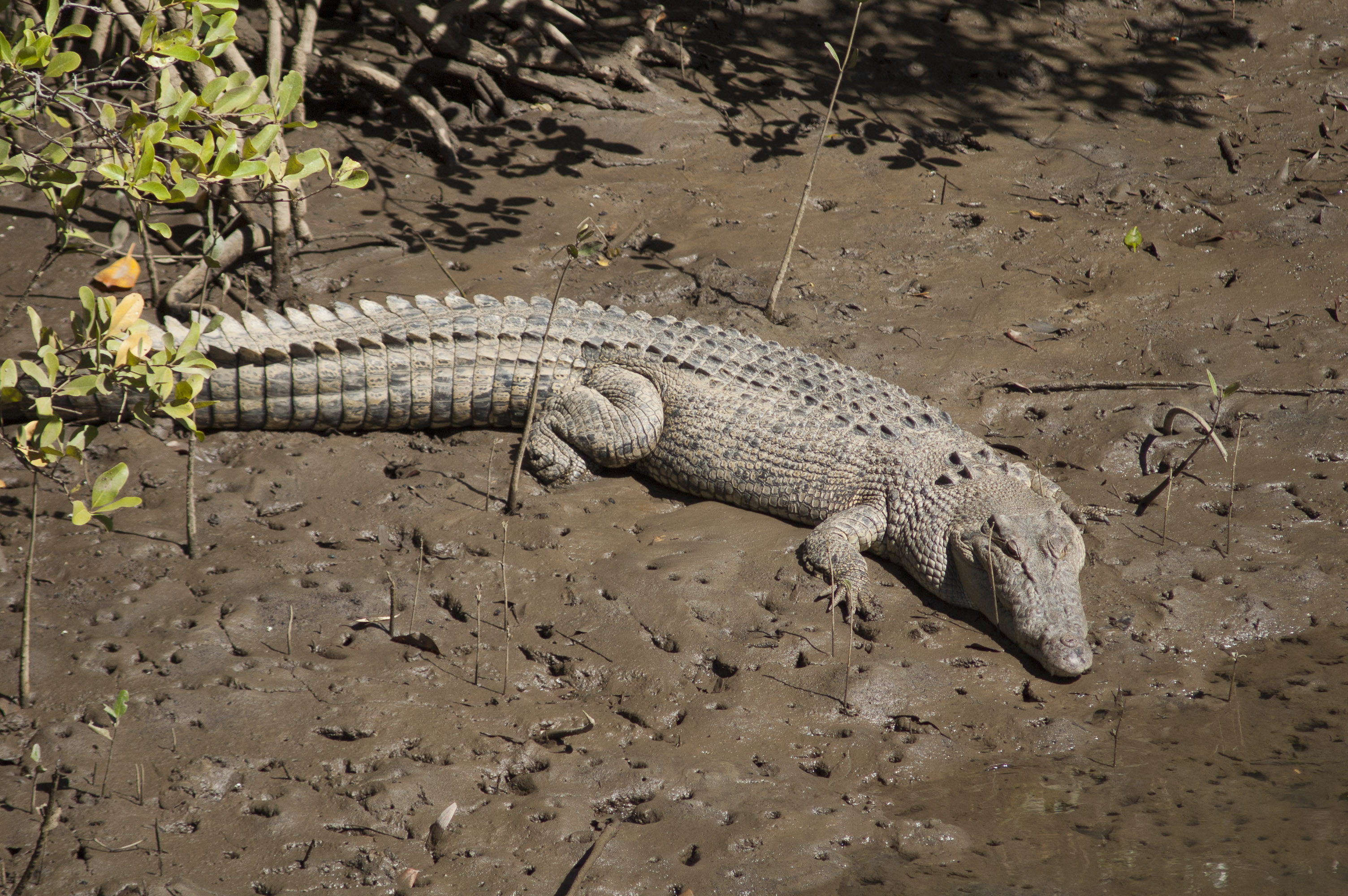 Estuarine Crocodile