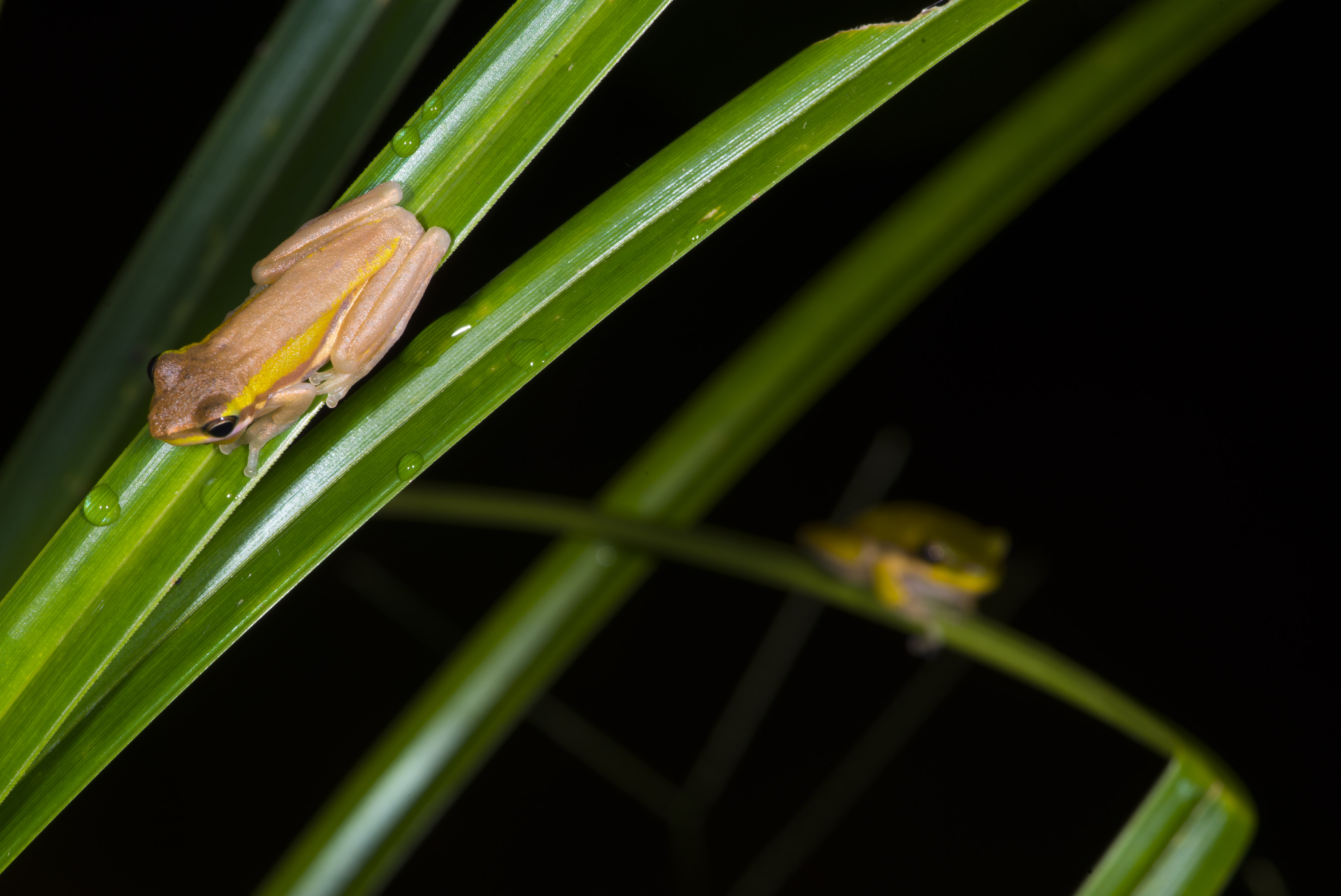 Northern Dwarf Tree Frog