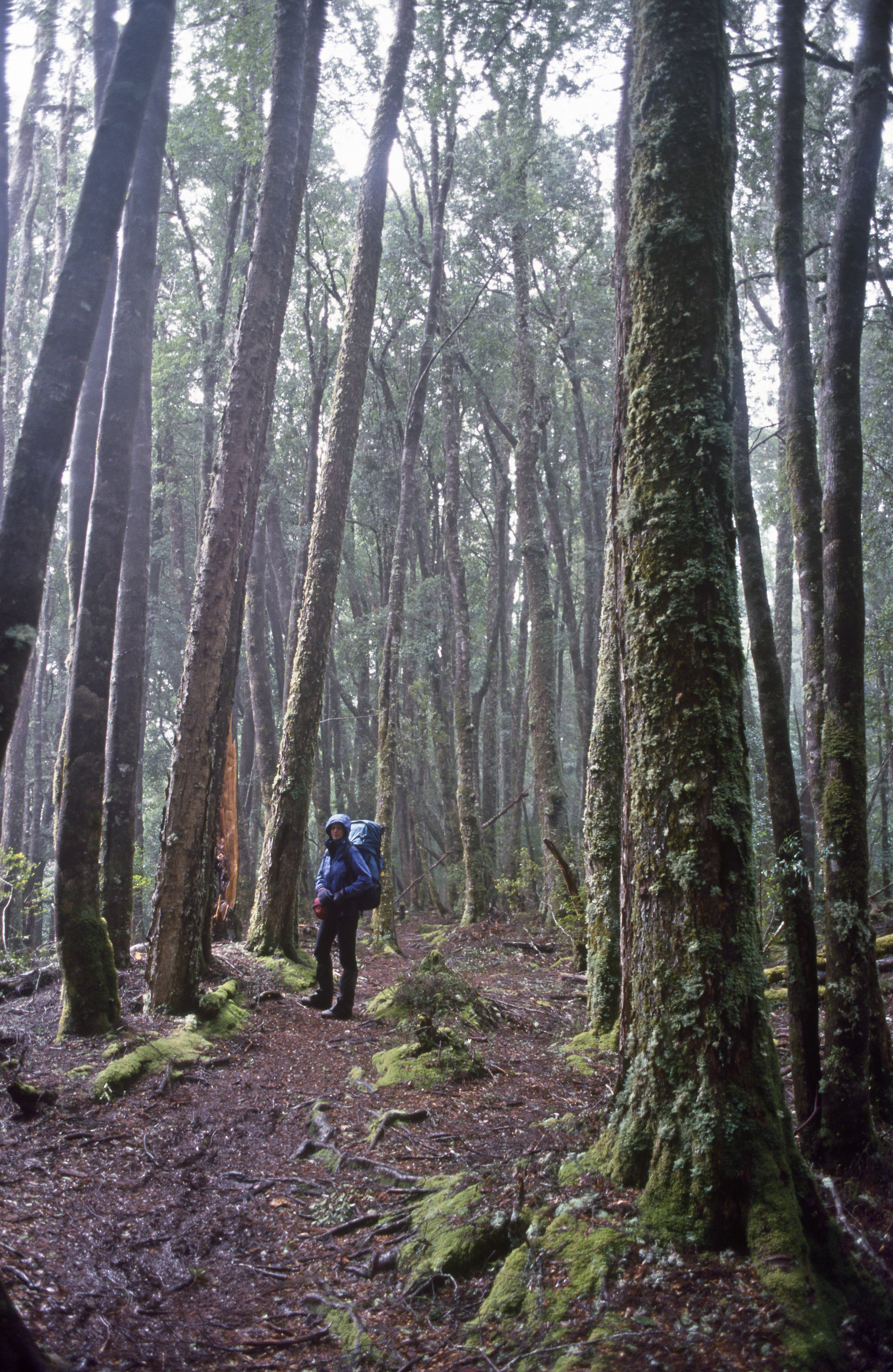 Overland Track, Tasmania