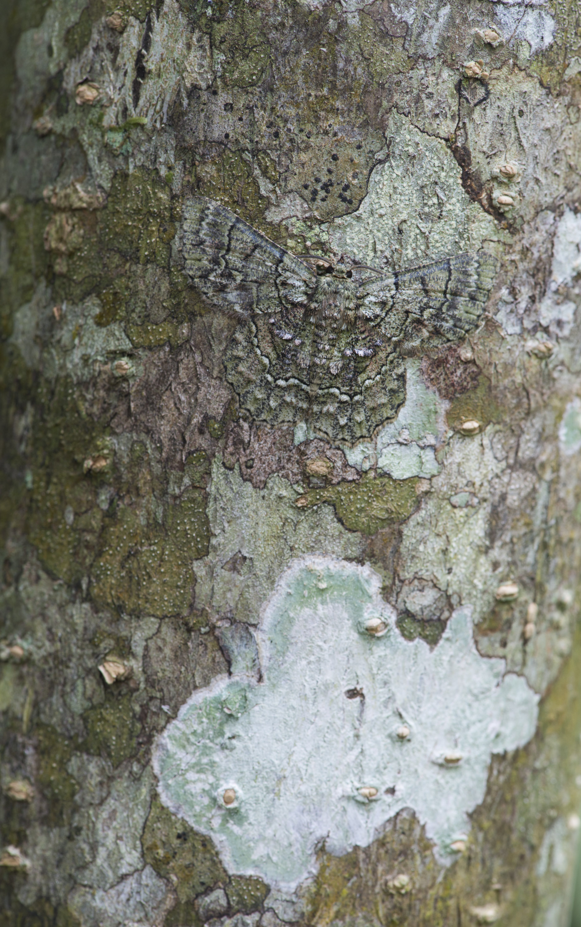 Camouflaged moth.