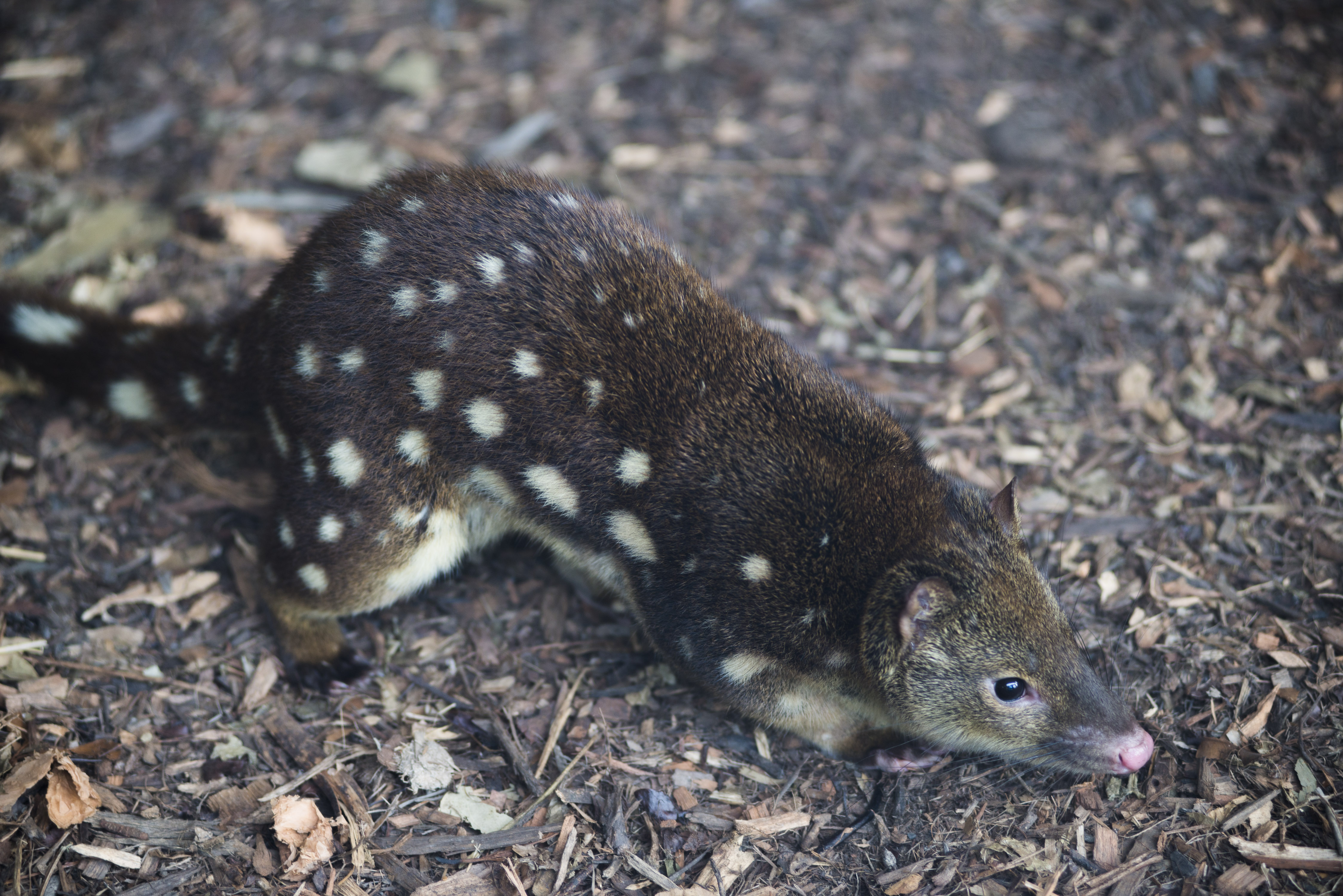 Spotted-tailed Quoll