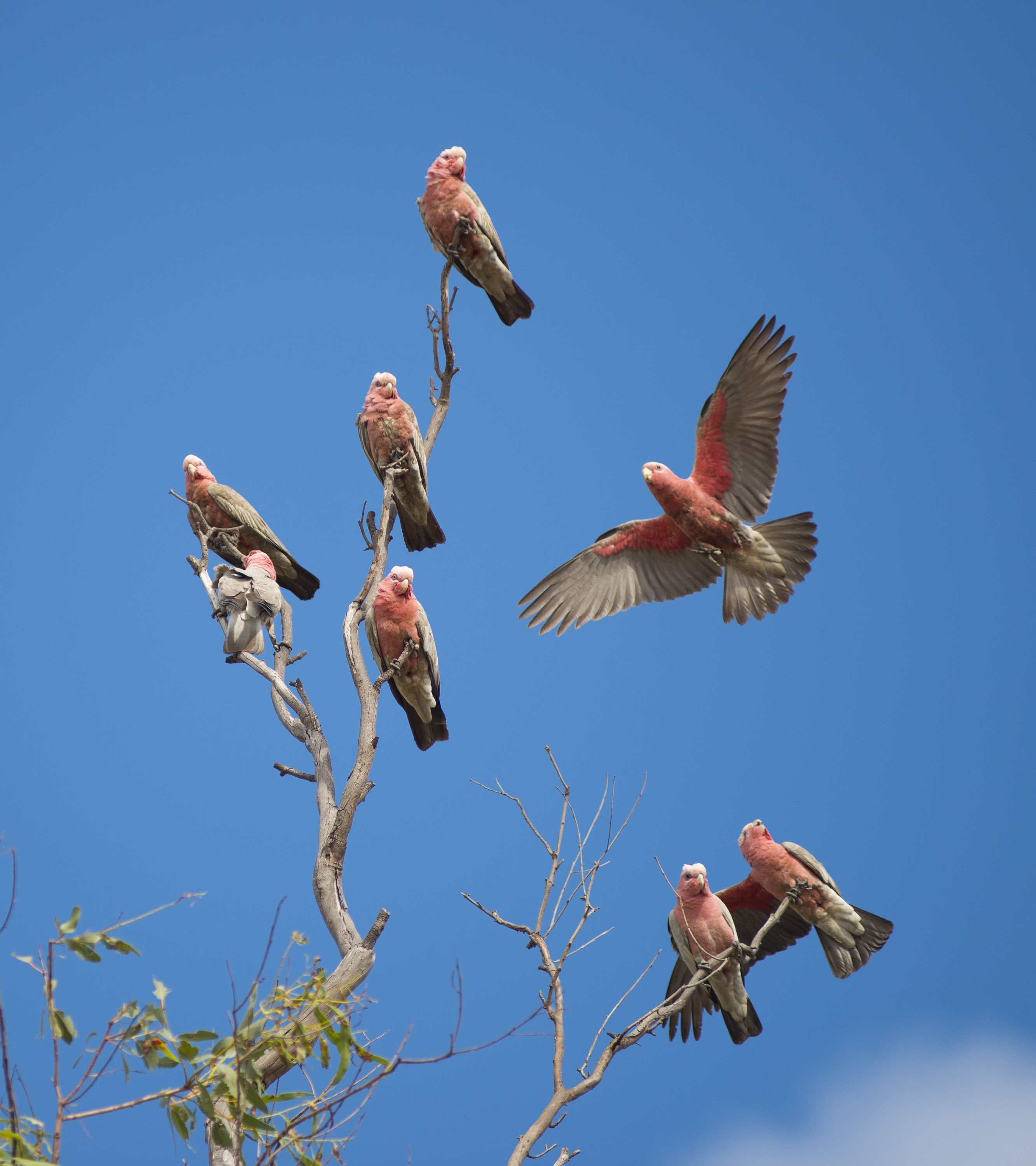 Galahs
