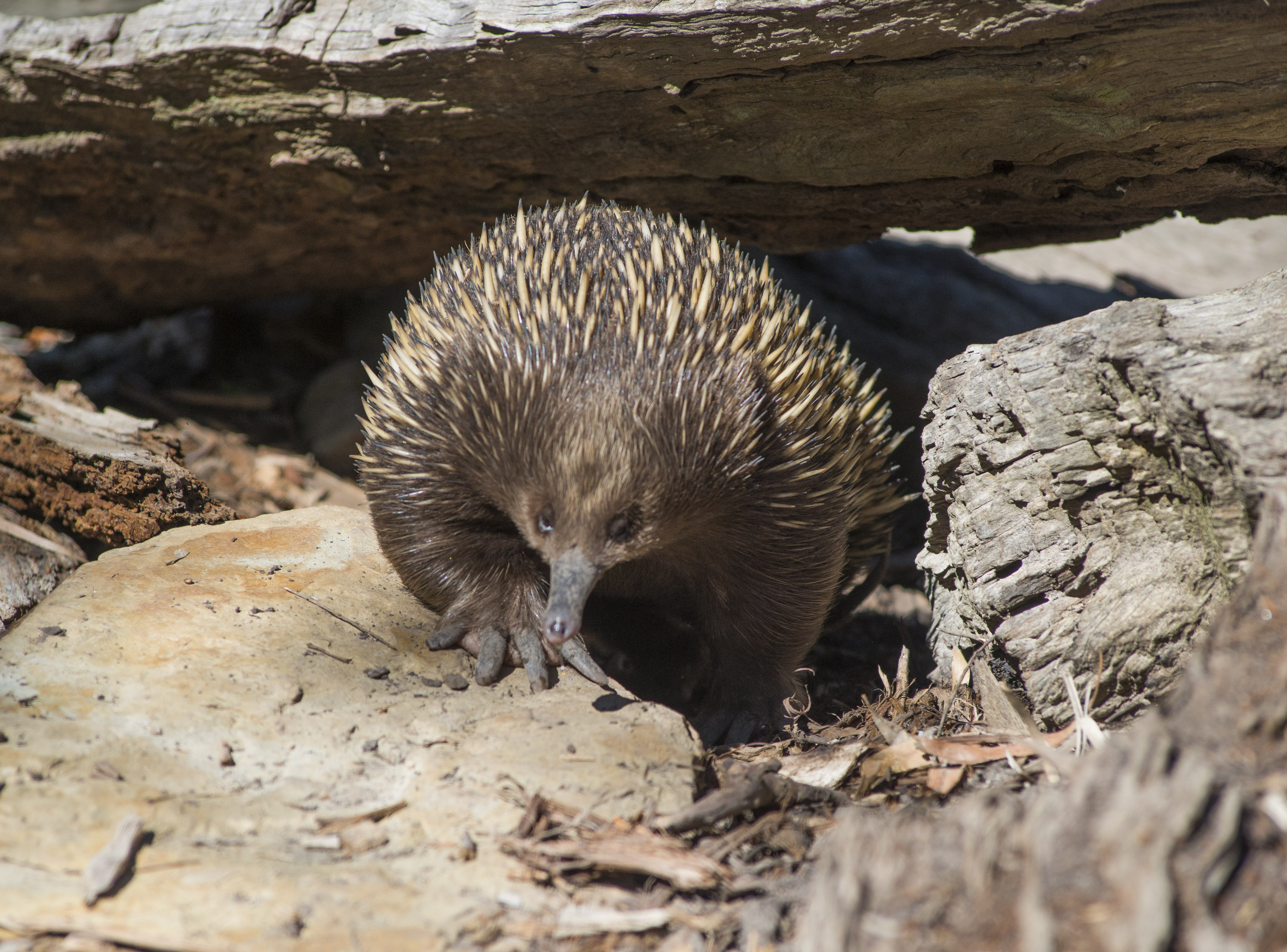 Short-beaked Echidna