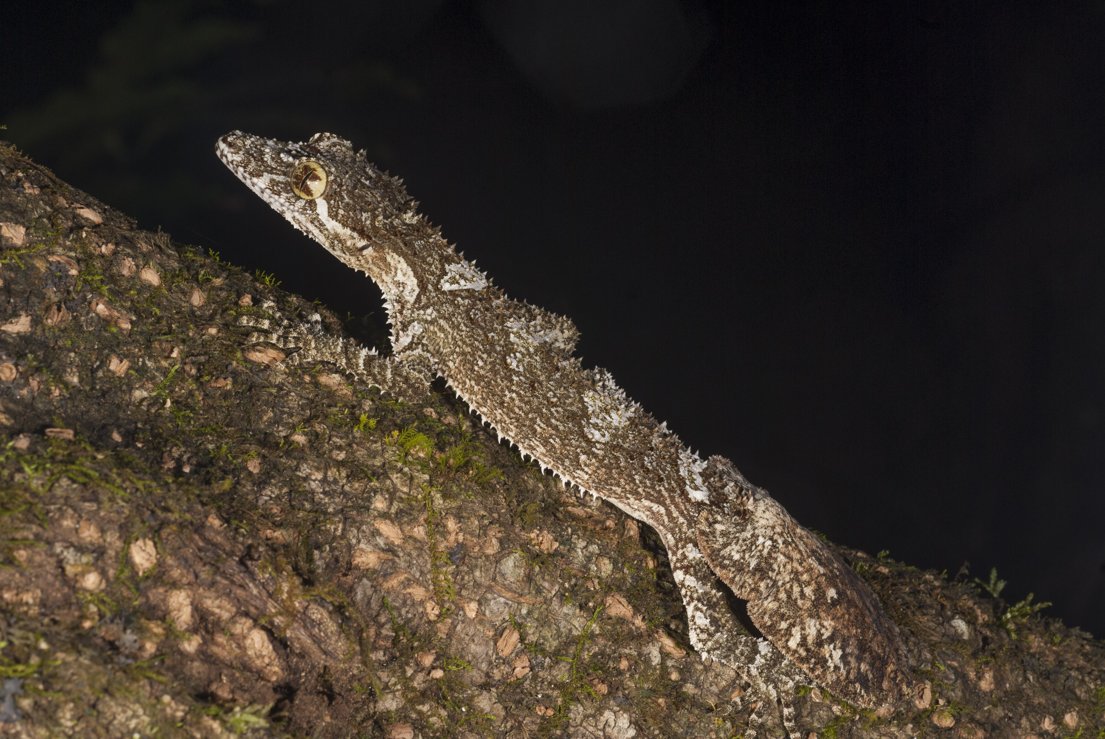 Northern Leaf-tailed Gecko