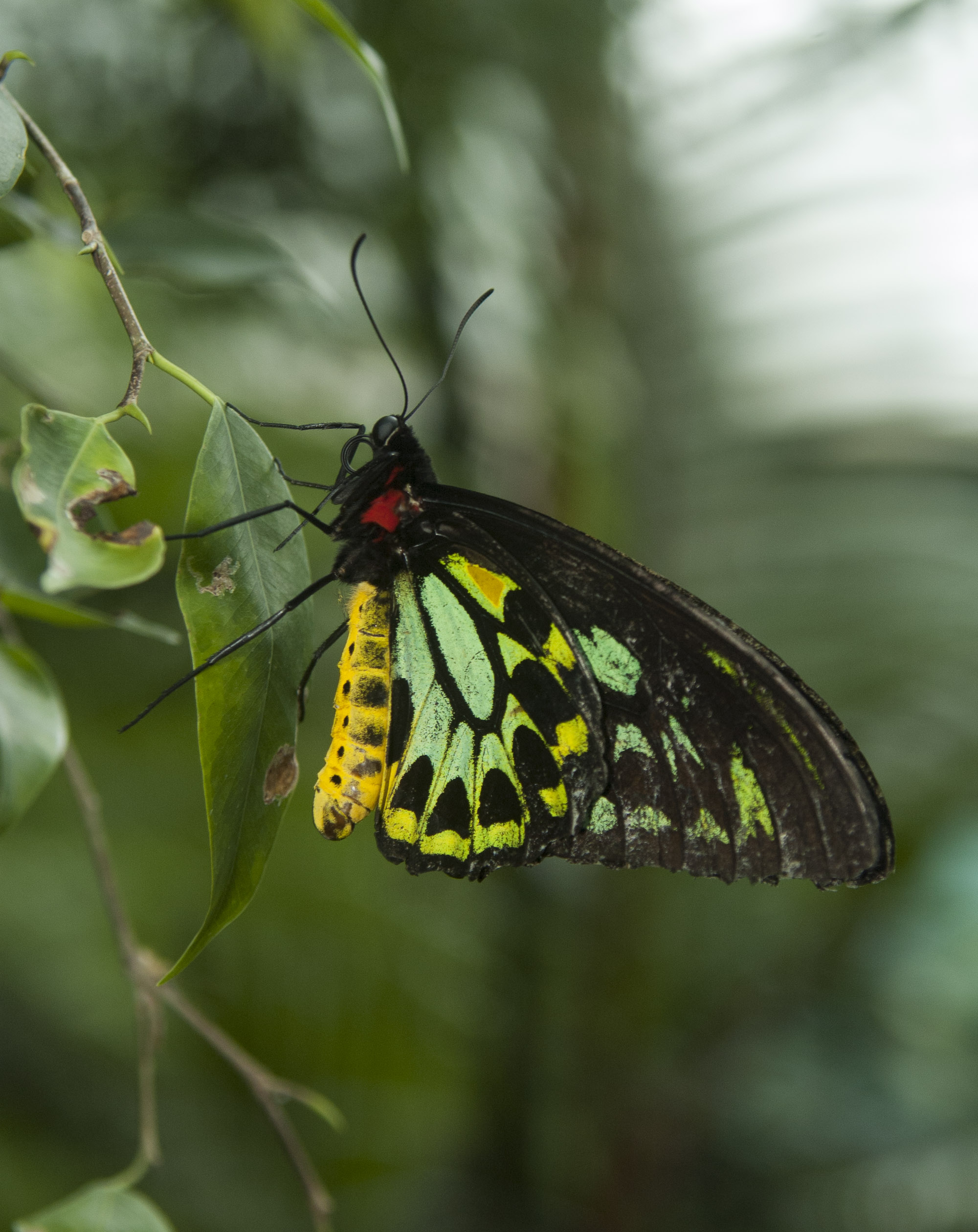 Cairns Birdwing
