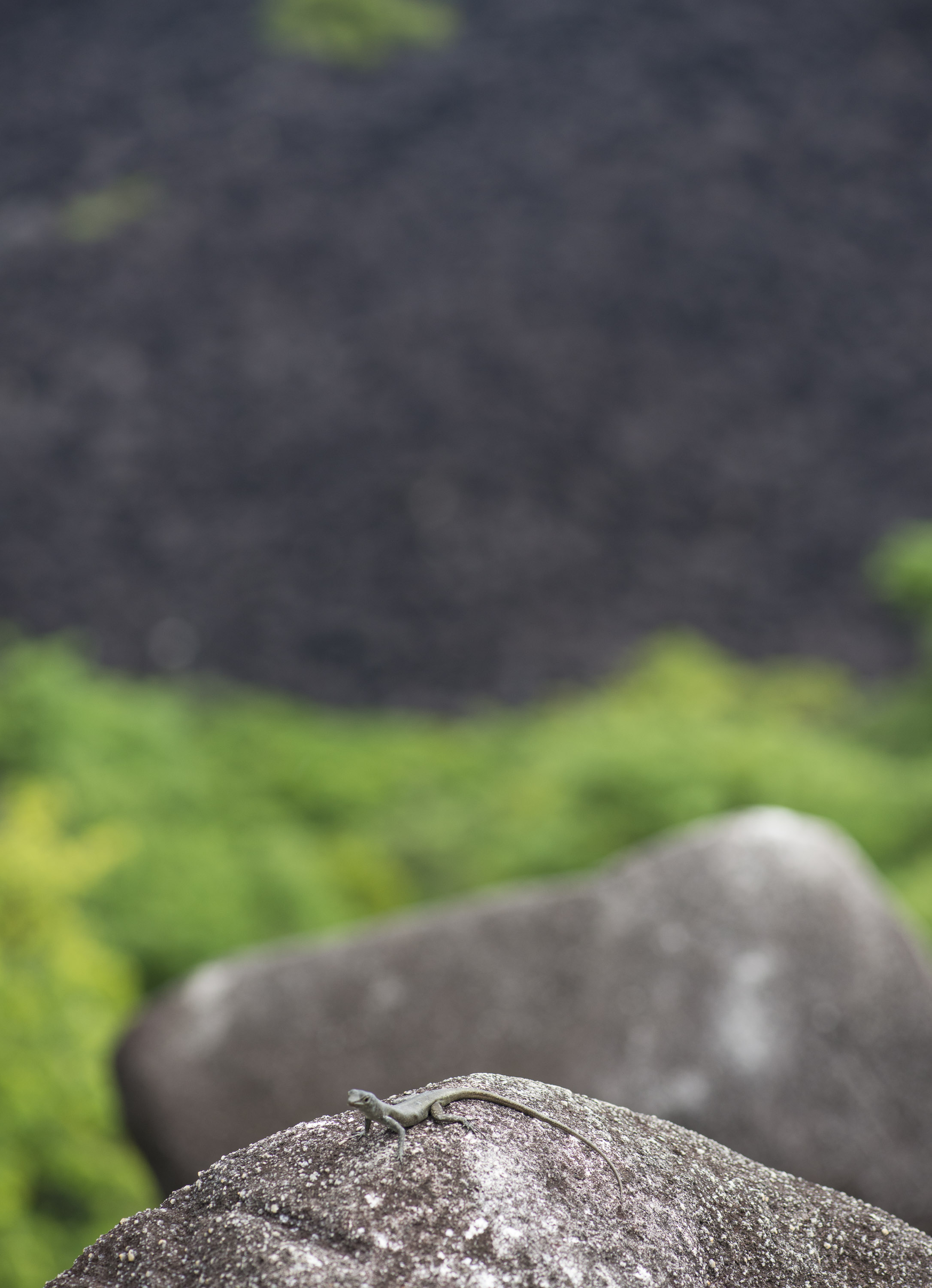 Black Mountain Skink