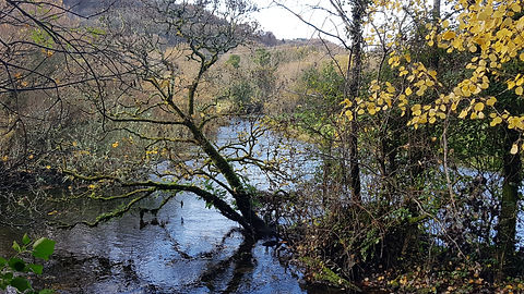 Pauline Bradley Woodland River 13.jpg
