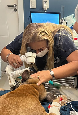 Dra. Mirza Melo realizando exame oftalmológico em um paciente veterinário na Optivet, em Fortaleza.