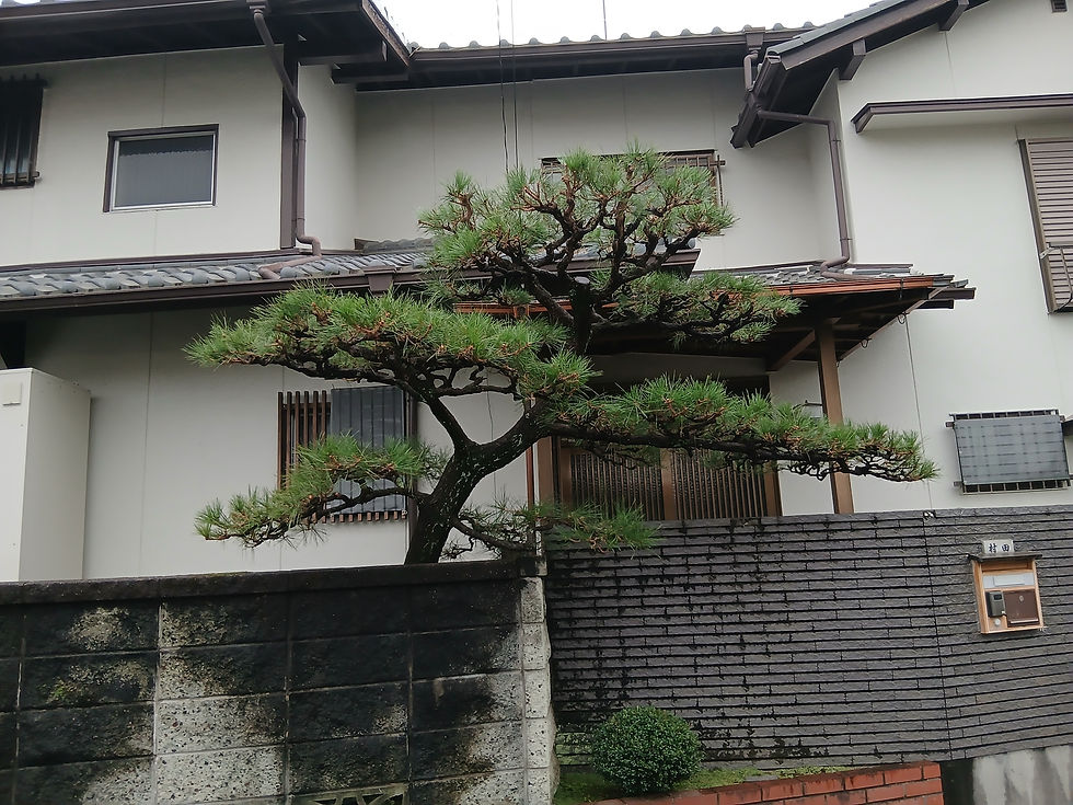 毎年剪定していない松ですので、棚がきれいにできませんが・・・