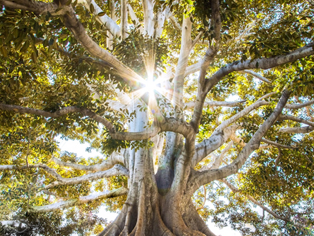 The Rights of Nature in South America