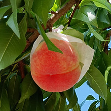 IMG_5549.JPG