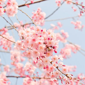 The Cycles: Spring 