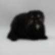 Black odd-eyed Scottish Fold kitten against a white background.