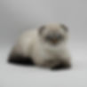 A lynx colorpoint Scottish fold kitten laying against a white background.