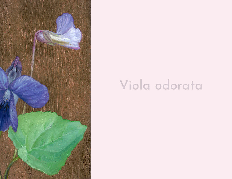 Thumbnail: Little Botanical Painting of a Violet