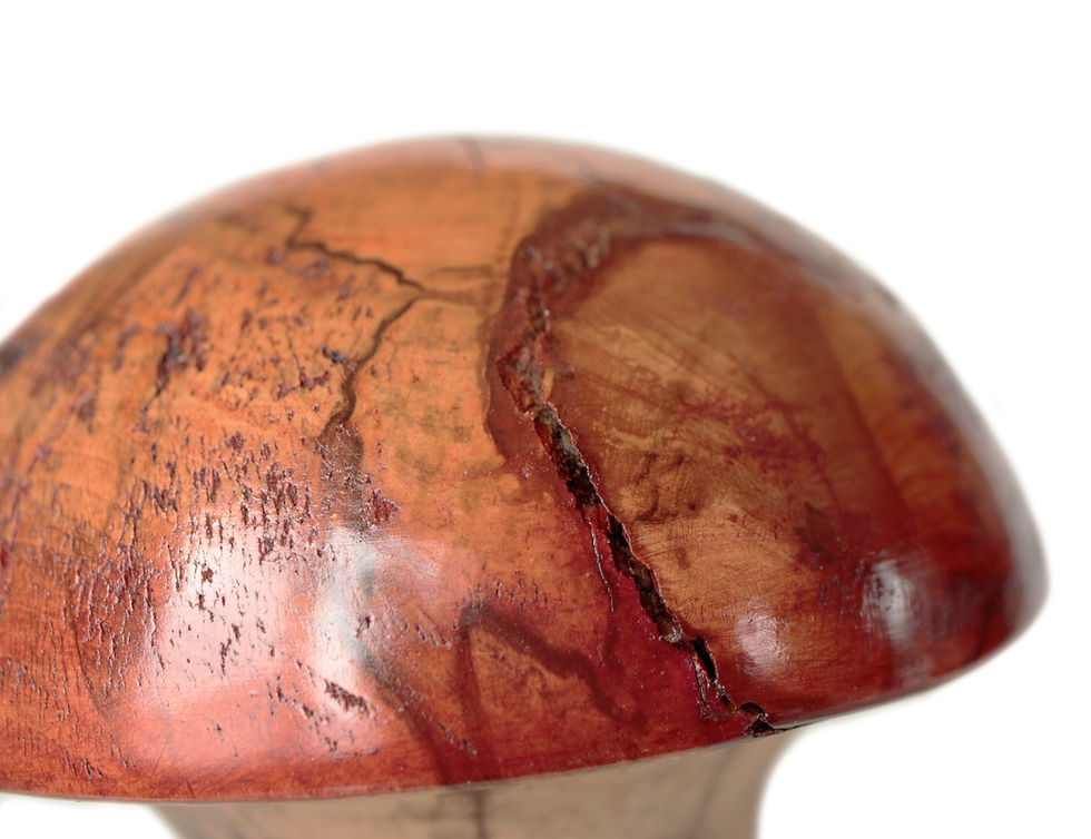 Thumbnail: Large Autumn Mushroom in Maple Wood