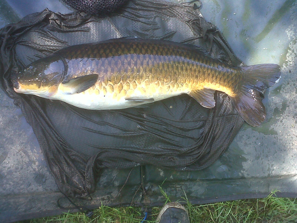 Lovely Dark Carp