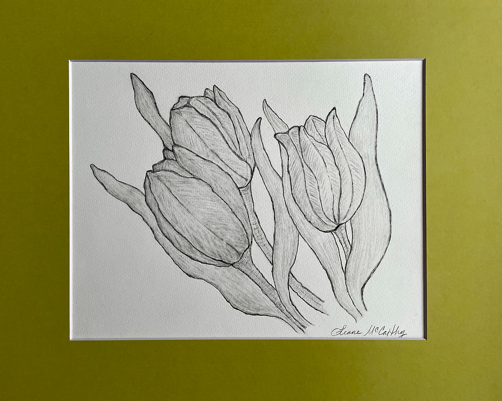 Tre Tulipani. Three Tulips. Original Graphite Drawing.