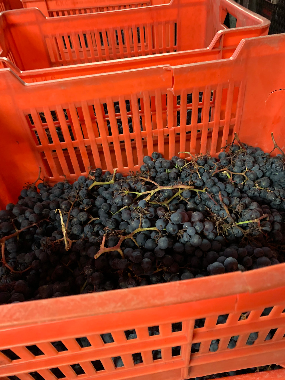 Chiara Boschis, Barolo, Piemonte