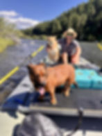 Ethan Dissinger, owner of Western Log & Timber, enjoying a day fly fishing with his dogs on a Montana river.