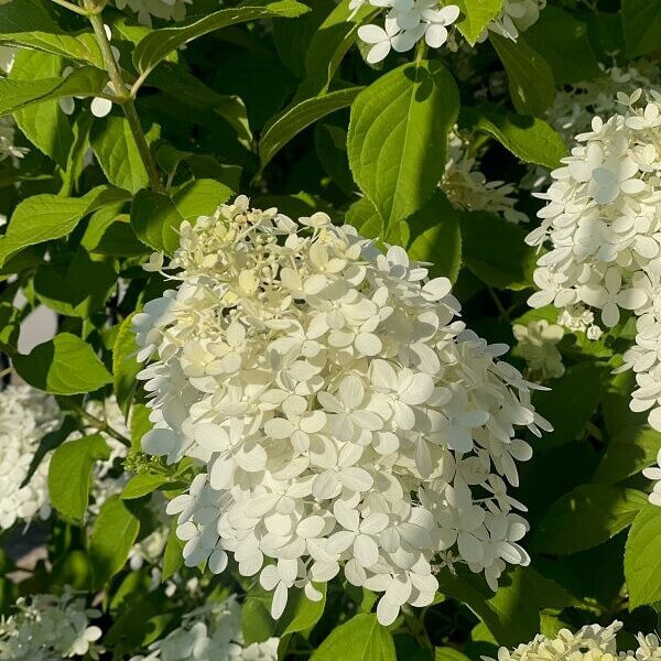 Hydrangea, Limelight Tree | Webb Landscape Inc.