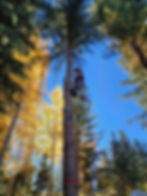 A guy climbing a tree with blue skies above him