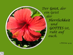 NT21_1PETRUS_4,14
