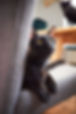 2309 BaristaCats - 0309.jpg