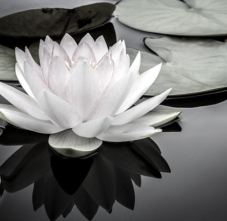 Water Lily_edited.jpg