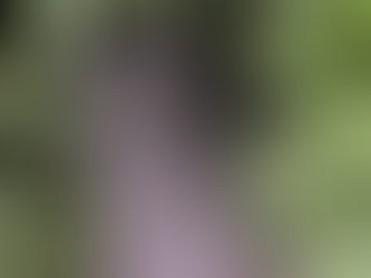 Ode an Robert Walser