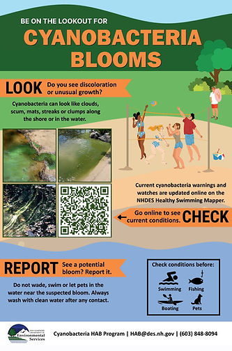 NHDES HAB Bloom Poster