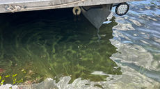 First Cyanobacteria of 2026
