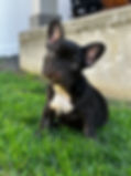 IMG_5288.jpeg