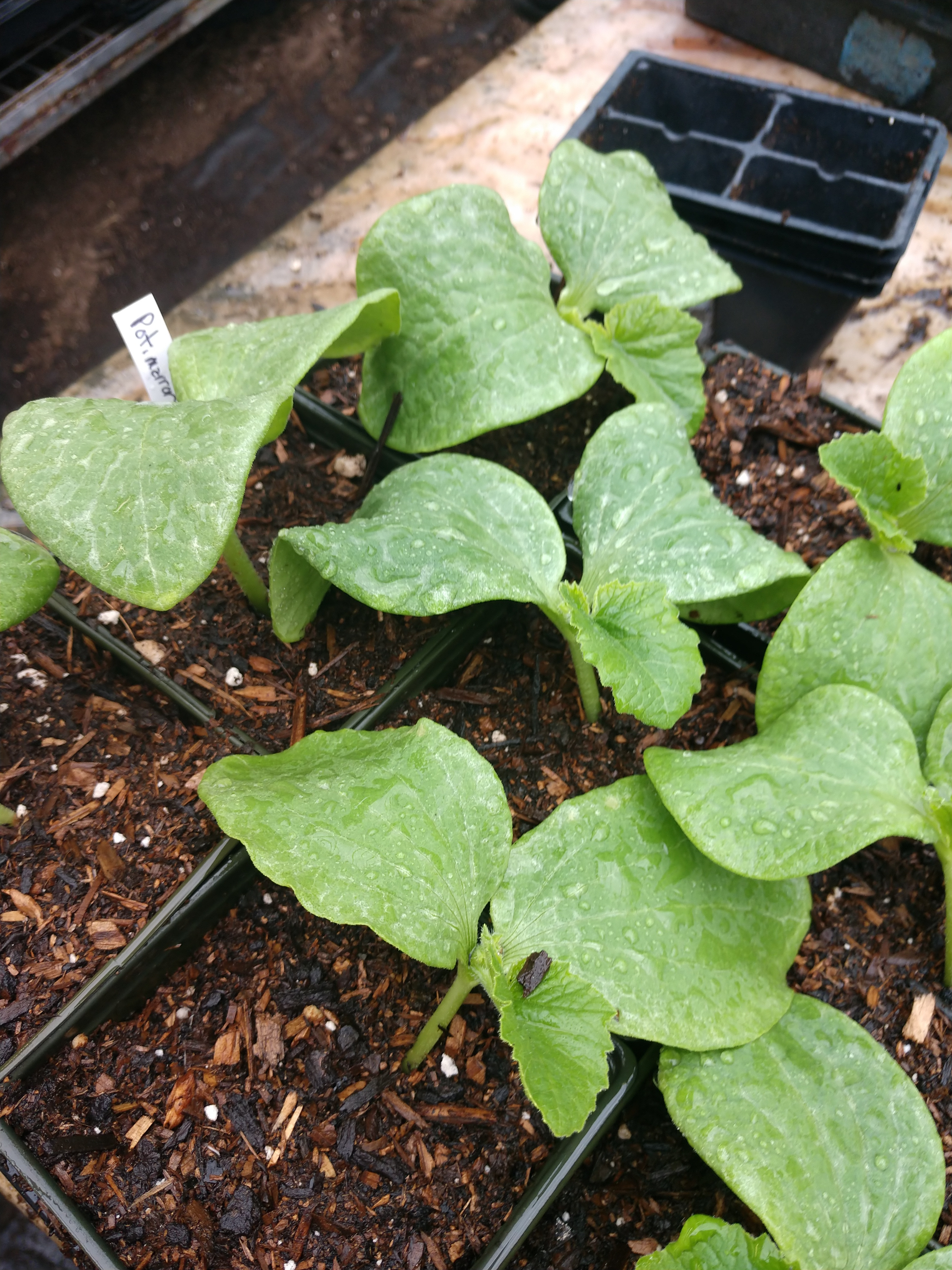 Potimarron Winter Squash