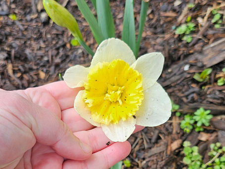 The First Daffodil: A Small Golden Spell of Spring