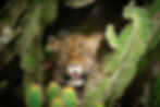 Leopard in a cactus