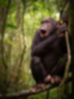 Uganda Chimpanzee
