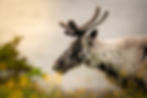 Newfoundland Caribou