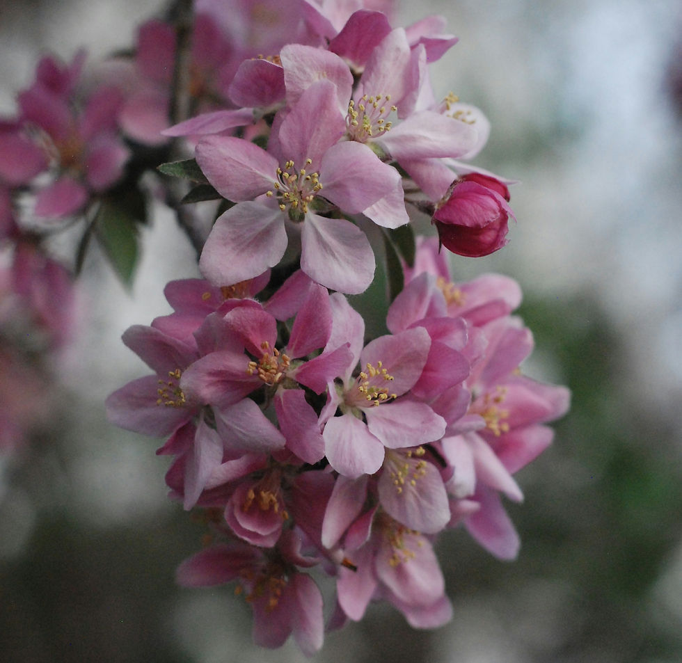 crabapple tree bough with flowers in bloom